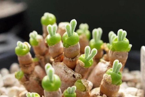 Rare succulent seeds - rare,